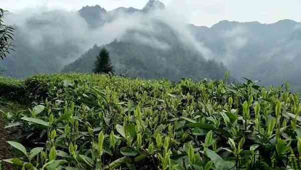 认识这100个名词，你就能真正了解普洱茶？