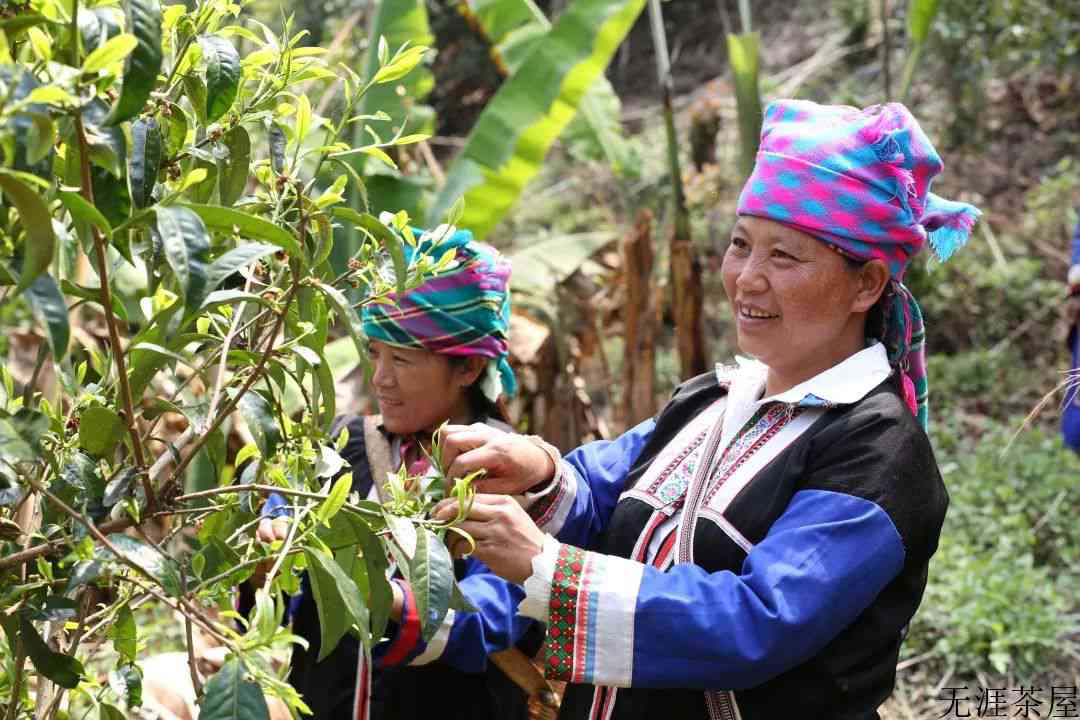 耿马新势古树茶，源自高原的真情