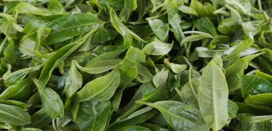 耿马新势古树茶，源自高原的真情