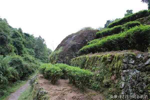 白鸡冠岩茶的详细介绍？