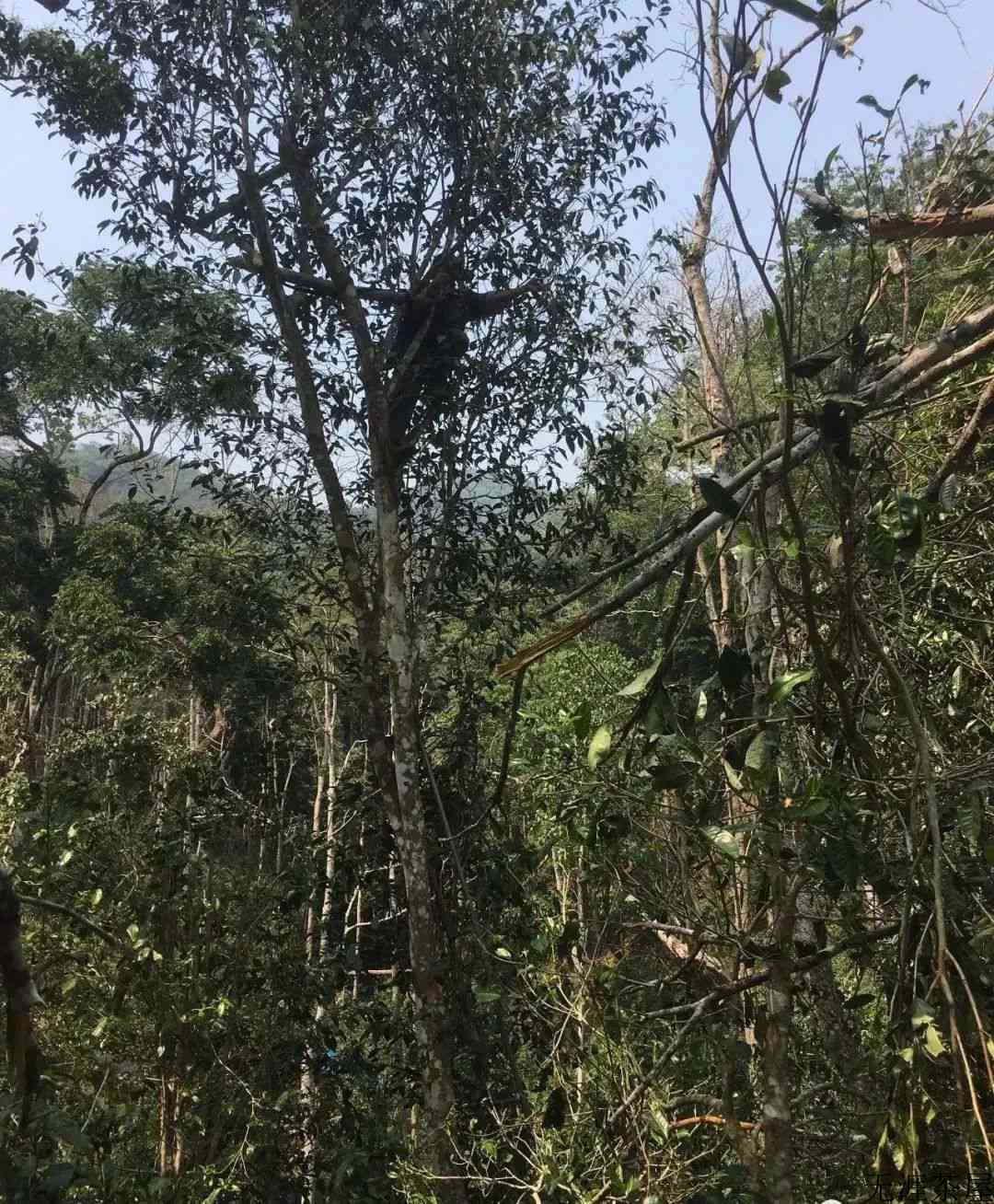 刮风寨，陈化之王