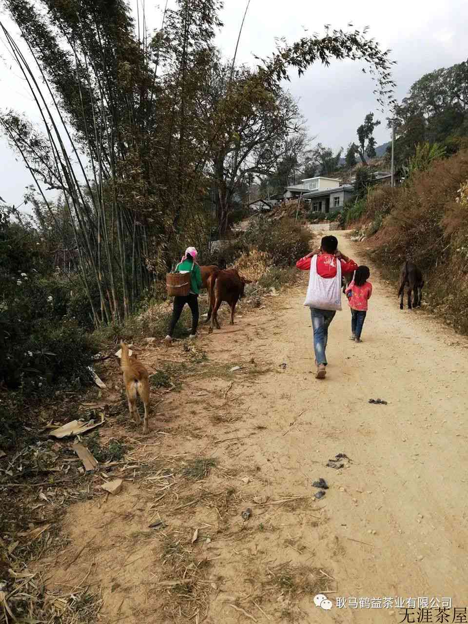耿马大寨古树茶特点