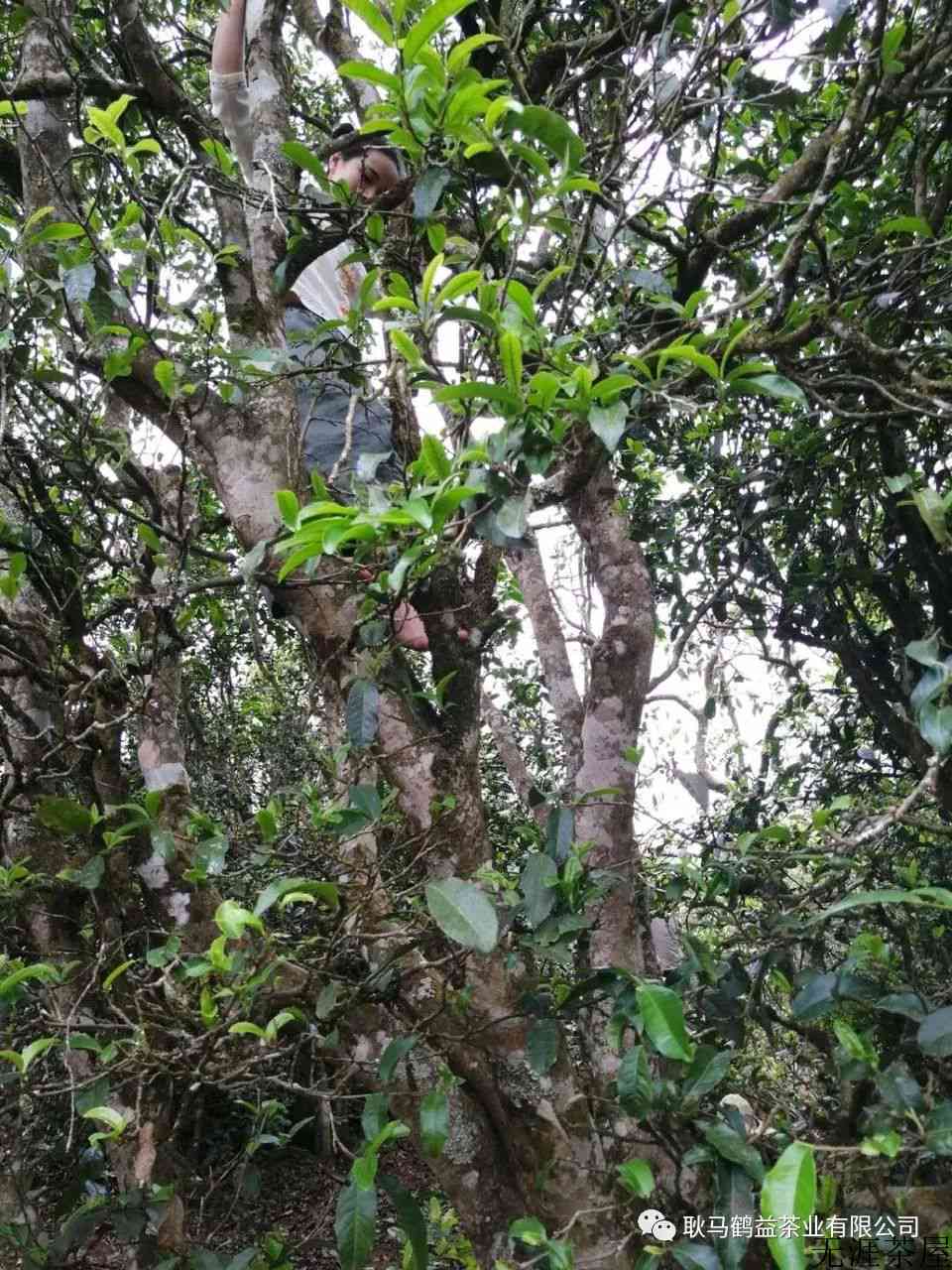 耿马大寨古树茶特点