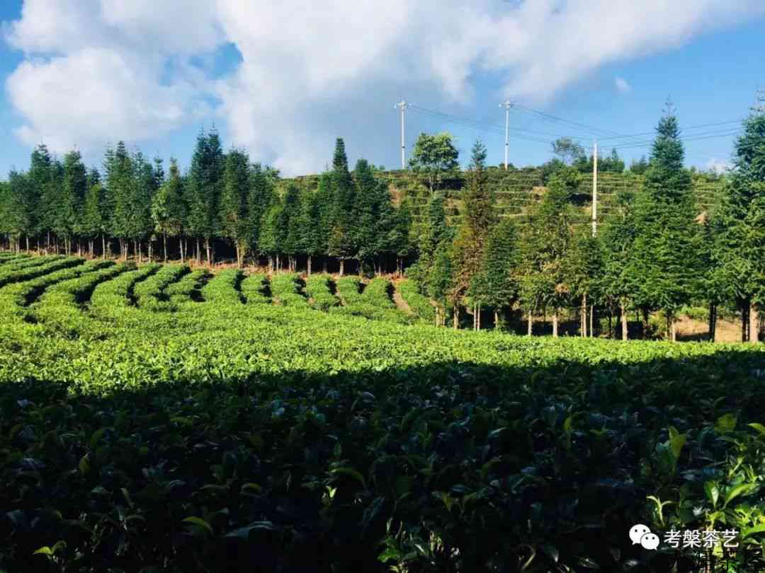 茶叶之乡耿马——茶人必去的地方