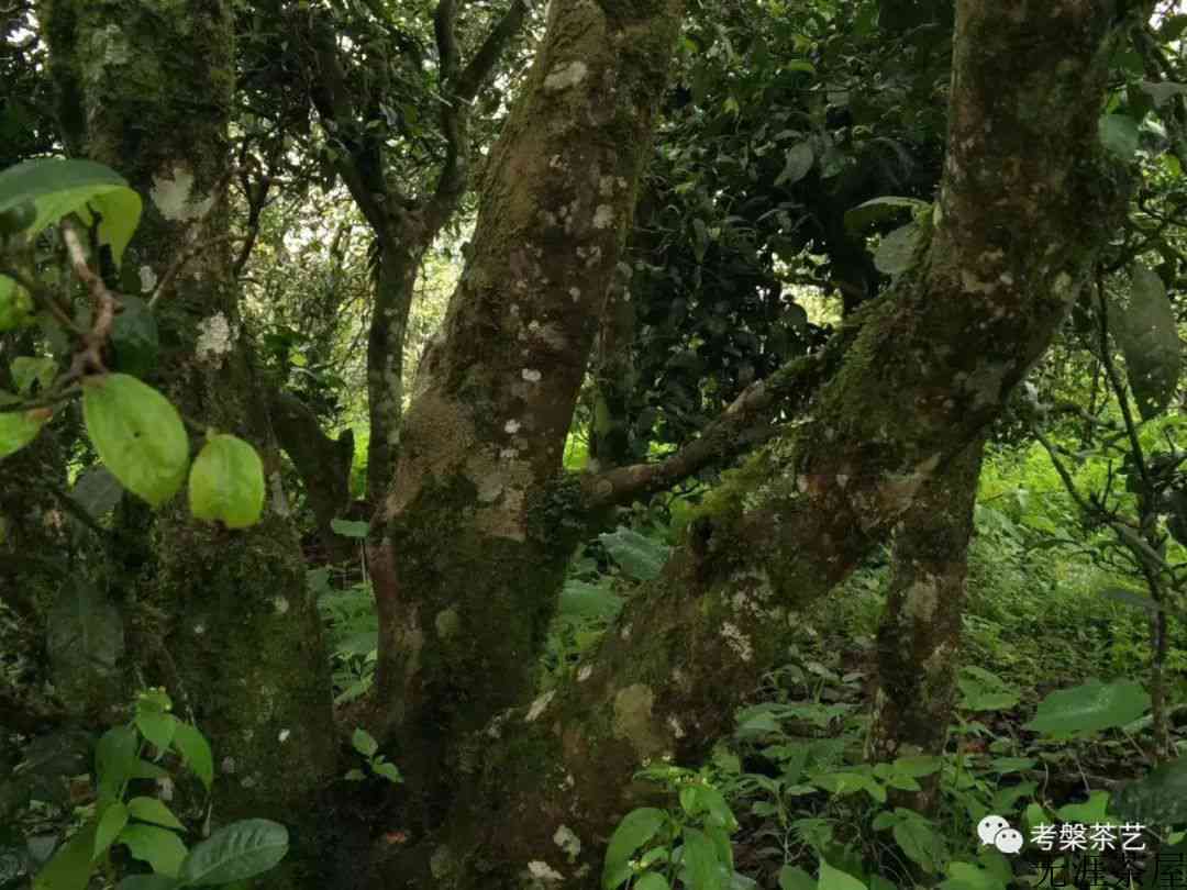 茶叶之乡耿马——茶人必去的地方