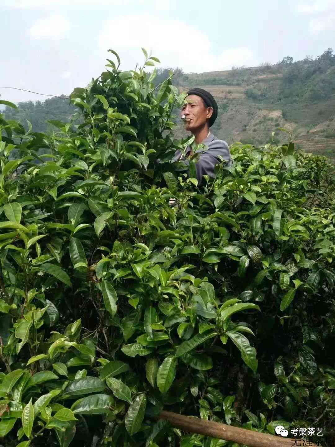 茶叶之乡耿马——茶人必去的地方