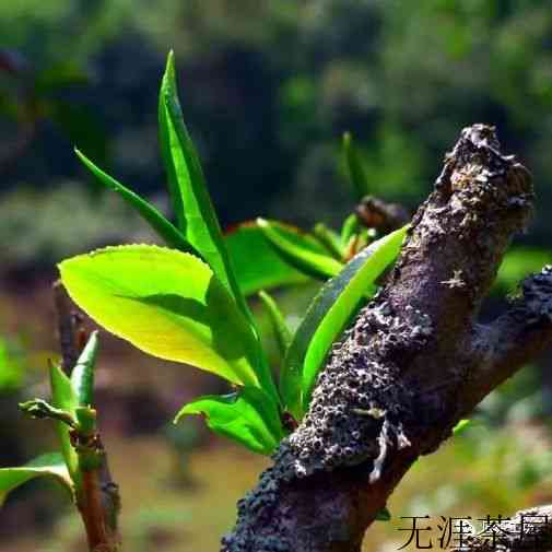 攸乐古茶山上的两次浩劫，只有绝少部分的茶人解内情