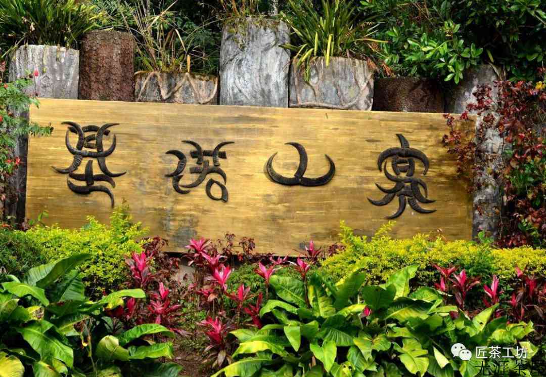 攸乐古茶山上的两次浩劫，只有绝少部分的茶人解内情