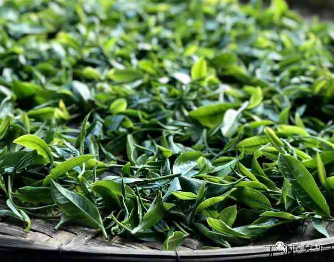 攸乐古茶山上的两次浩劫，只有绝少部分的茶人解内情
