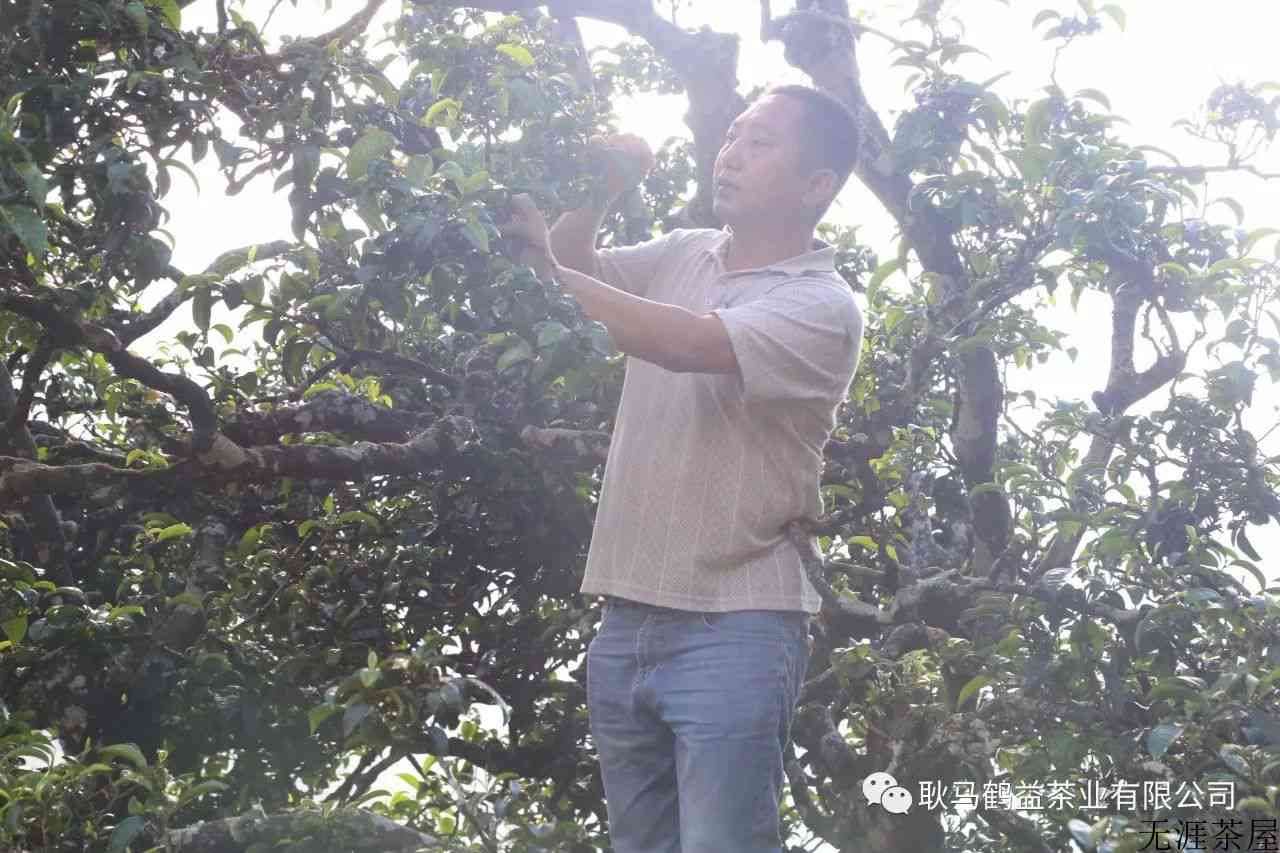 耿马县户南土司贡茶简介