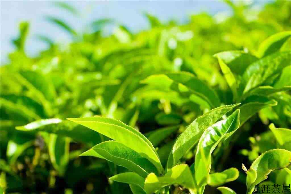 茶叶安全卫生与我国相关法规管理体系简述（叁）