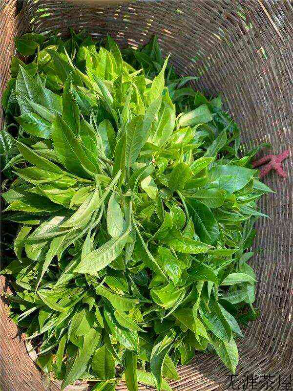 普洱生茶怎么做？（普洱生茶怎么泡）()