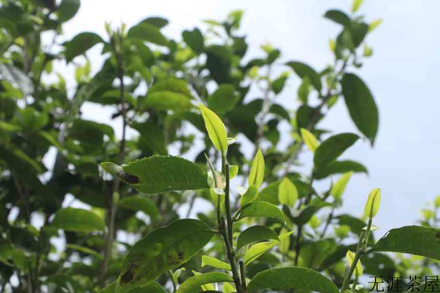 【金融为民】优化涉茶主体融资环境 助推云茶产业发展
