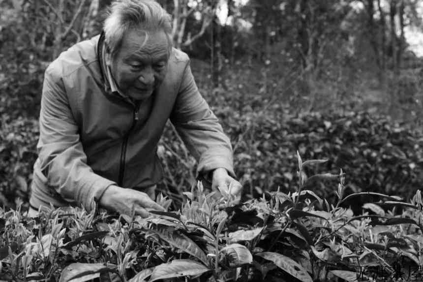 一生只育一株苗——追忆“大国茶匠”肖时英的逐梦人生