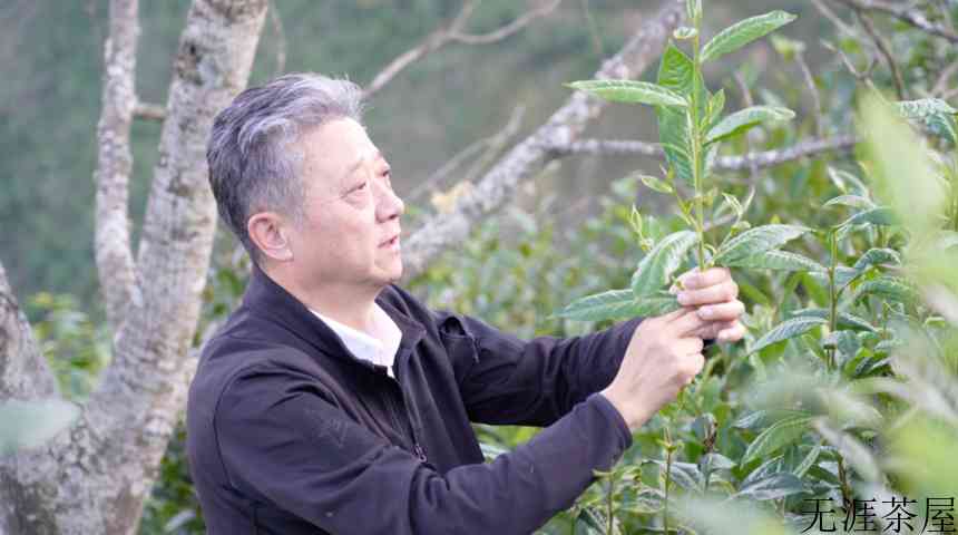 云南省茶马古道研究会会长胡皓明|云南茶，也是世界茶