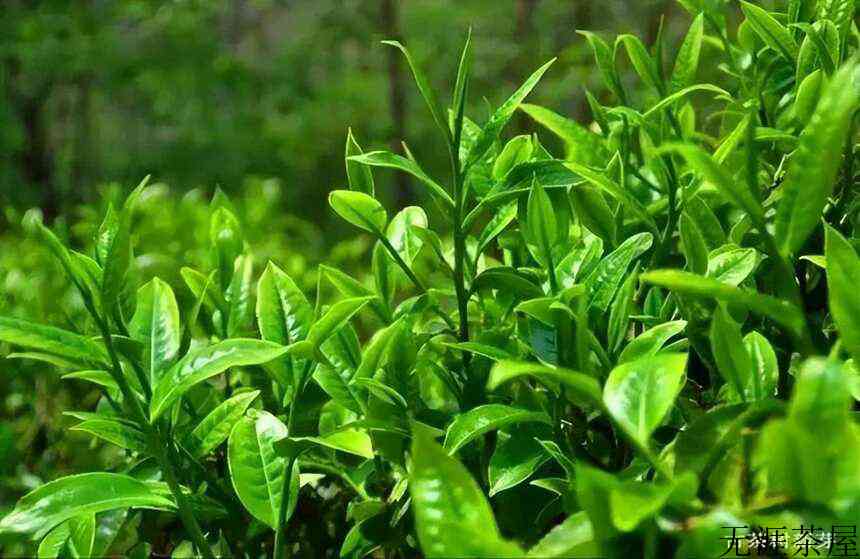 影响普洱茶品质的因素有哪些？（影响普洱茶品质的几大因素）()
