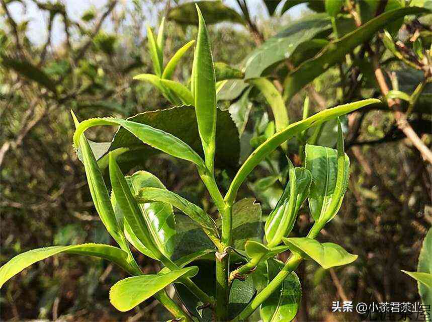 普洱春茶的主要特征有哪些(普洱生茶和熟茶的区别)
