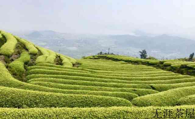 福建连江长龙：以茶促旅走出振兴路