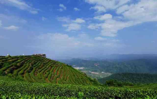 福建连江长龙：以茶促旅走出振兴路