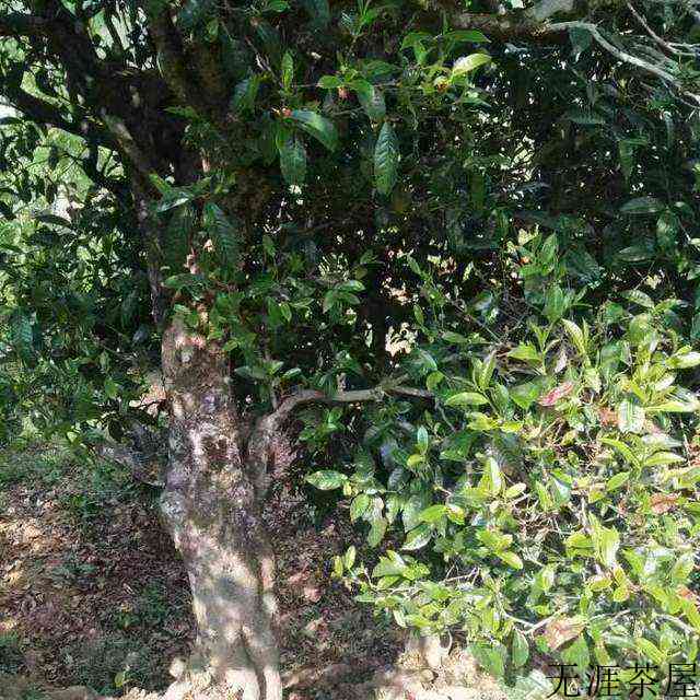 临沧市临翔区滇瑞茶业有限公司