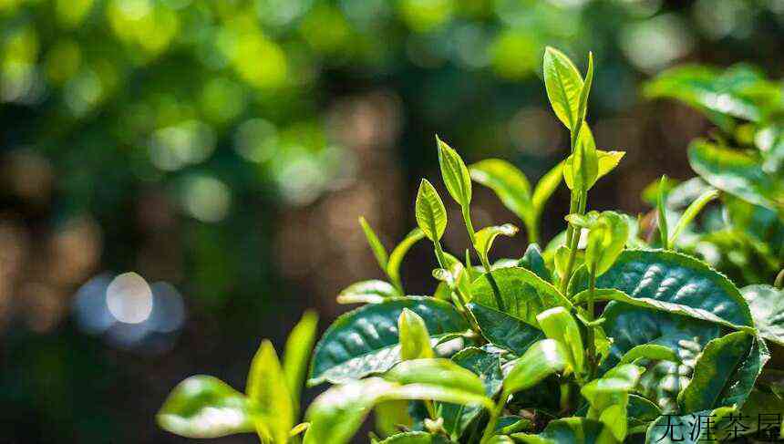 普洱茶中工艺香和品种香的区别在哪？(普洱熟茶香气的种类)