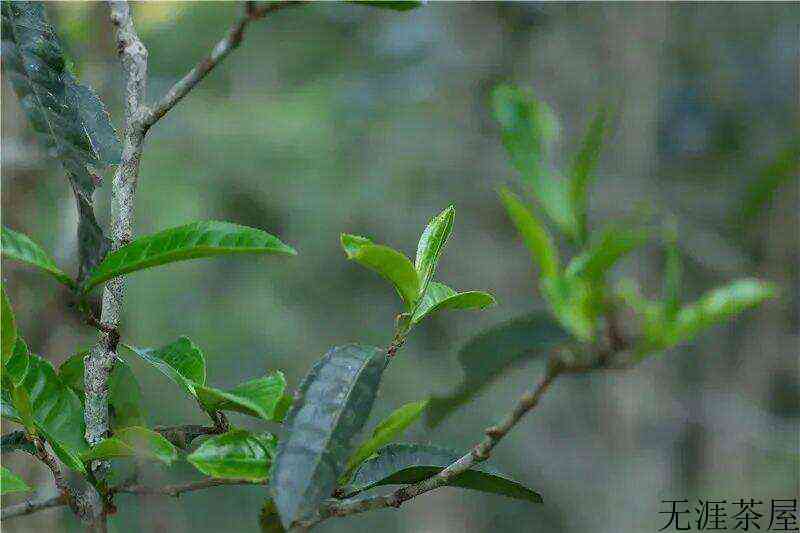 余秋雨：普洱茶吸引人的核心机密