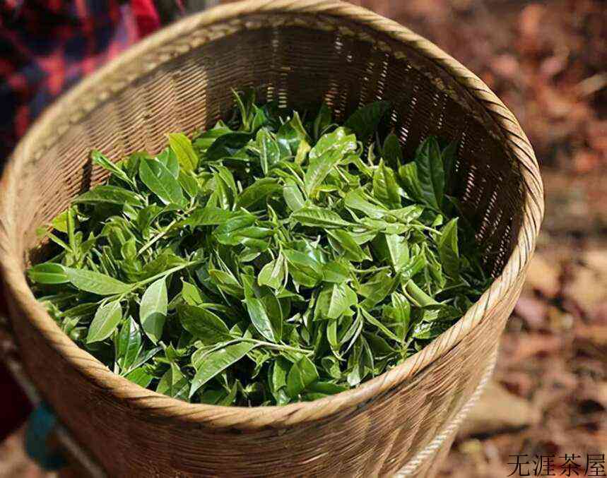 纯料茶好还是拼配茶好？()