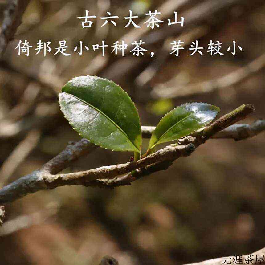 纯料茶好还是拼配茶好？()