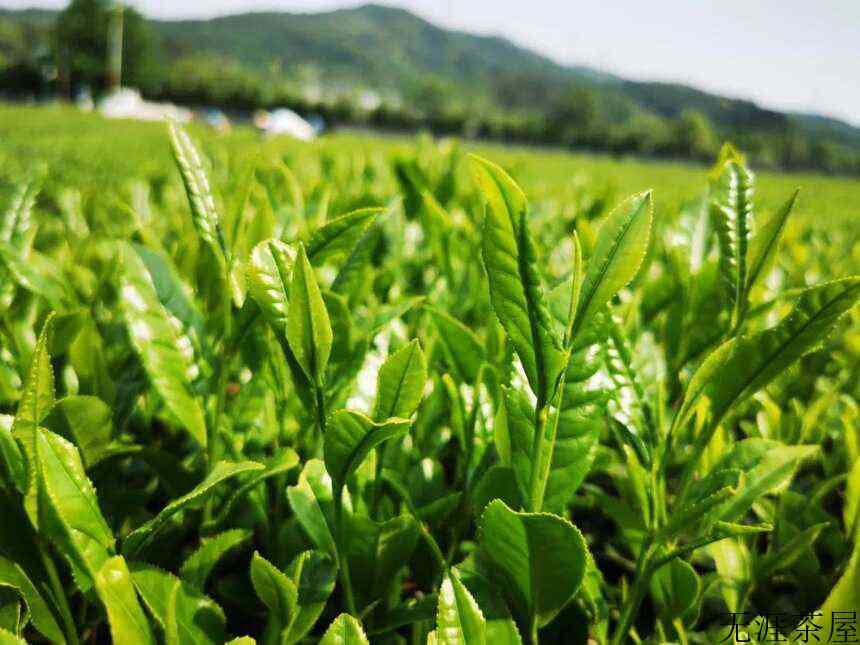 “茶道级”抹茶究竟有多难？从抹茶透视茶业市场趋势走向