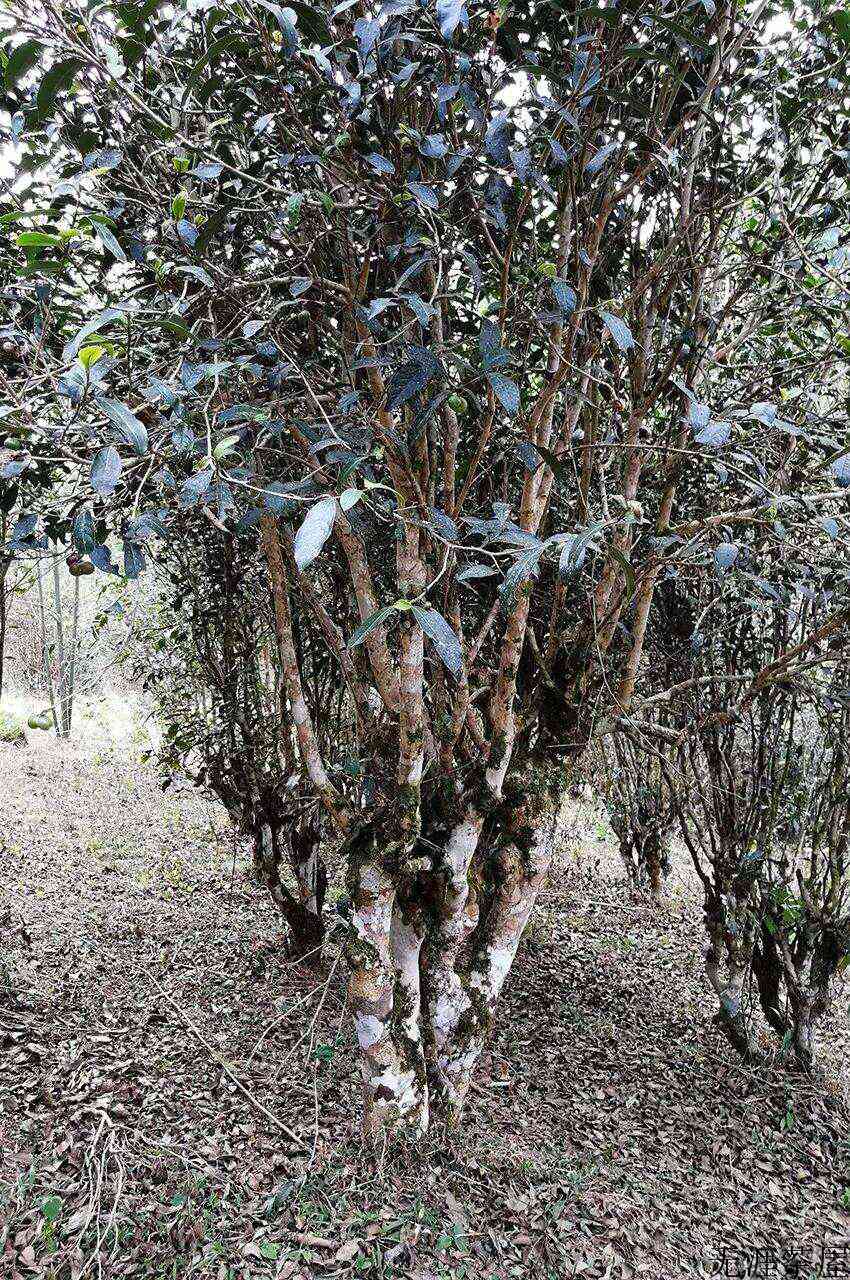 攸乐，基诺族守护的茶叶森林