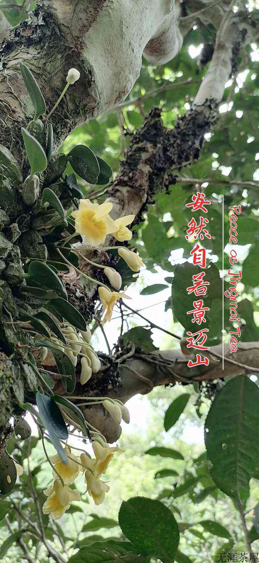 茶品鉴：安然若素景迈山