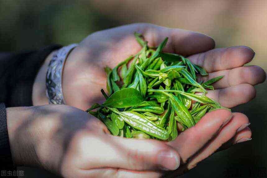 未来古树茶价格怎么走？