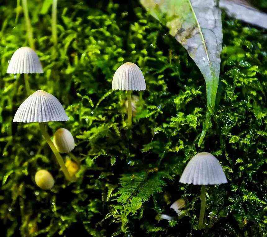 森林普洱千家寨，一处可以拍摄阿凡达的地方