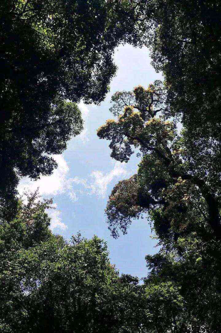 森林普洱千家寨，一处可以拍摄阿凡达的地方