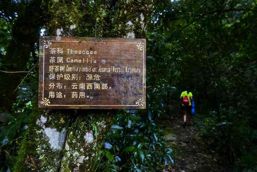 森林普洱千家寨，一处可以拍摄阿凡达的地方