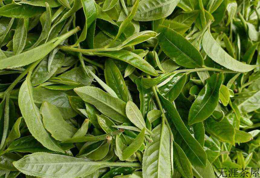 冰岛老寨单株：12万一公斤的冰岛茶，喝的是寂寞！