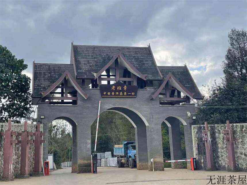 老班章的“高杆古树”，继茶王树之后的崛起明星