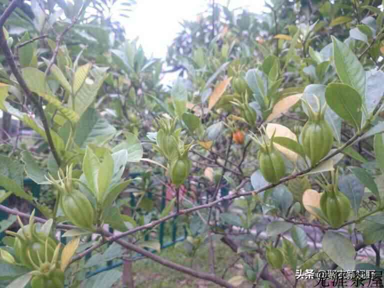 栀子花的品种介绍和图片大全（栀子泡水喝有什么好处）