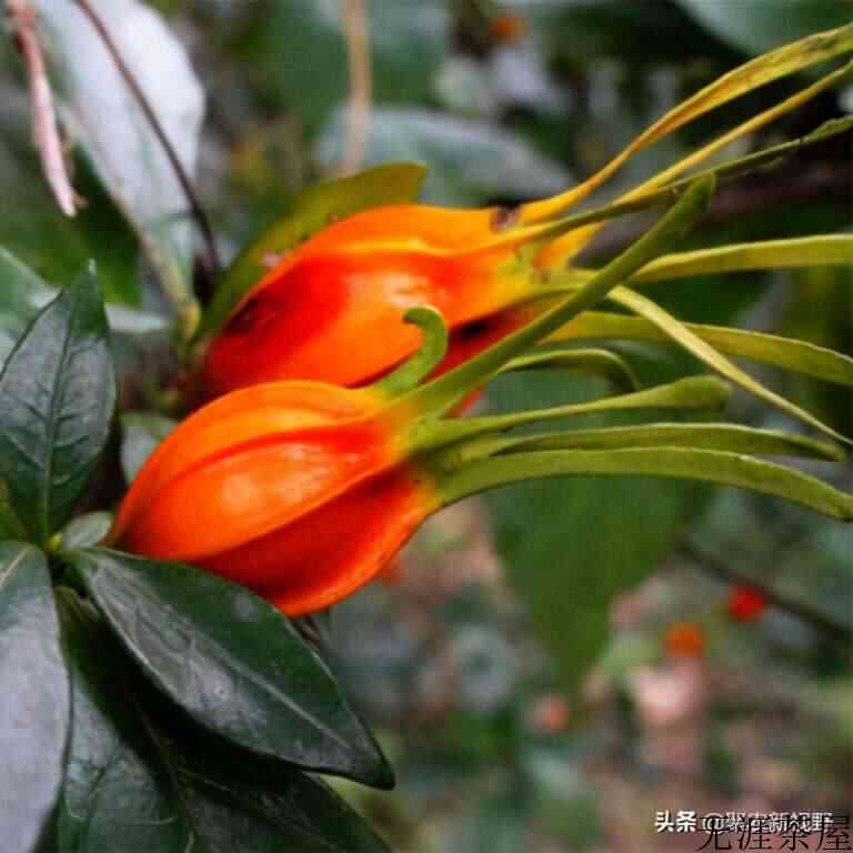 栀子花的品种介绍和图片大全（栀子泡水喝有什么好处）