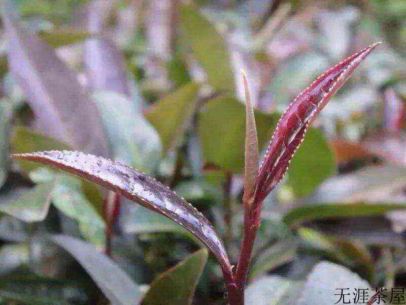 一“紫”成名，云南特有的茶树品种“紫娟”