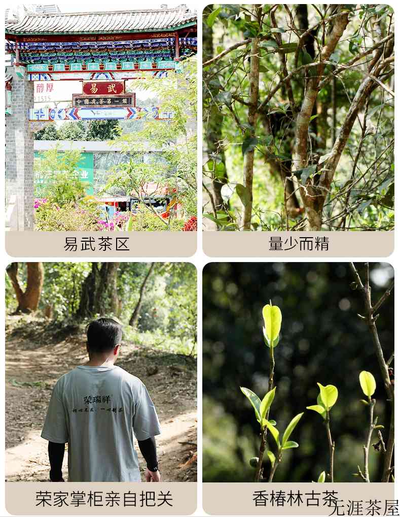 易武茶值得存吗？为什么近年来倍受青睐？5点说明