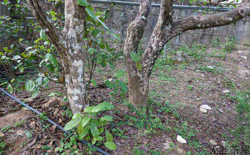 普洱茶玩家的无奈：普洱茶产业，落后葡萄酒100年？