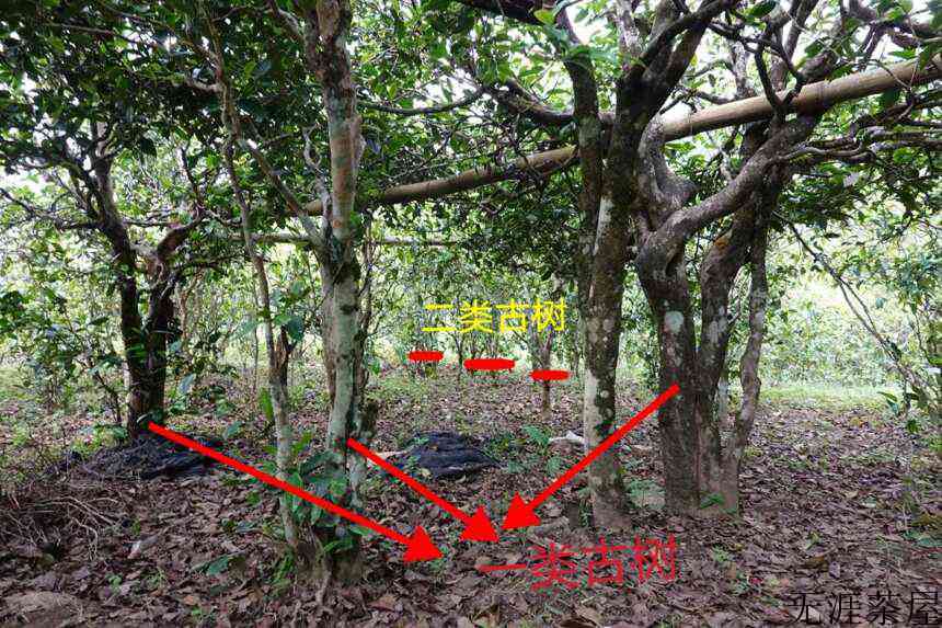 普洱茶玩家的无奈：普洱茶产业，落后葡萄酒100年？