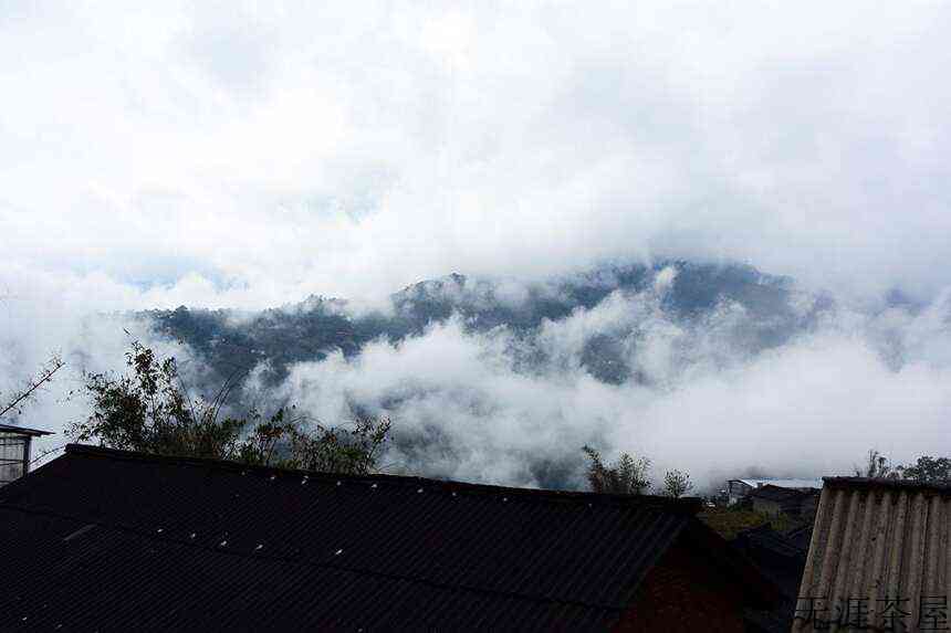 1000元以下，盘点勐库茶区最具性价比的四大山头古树