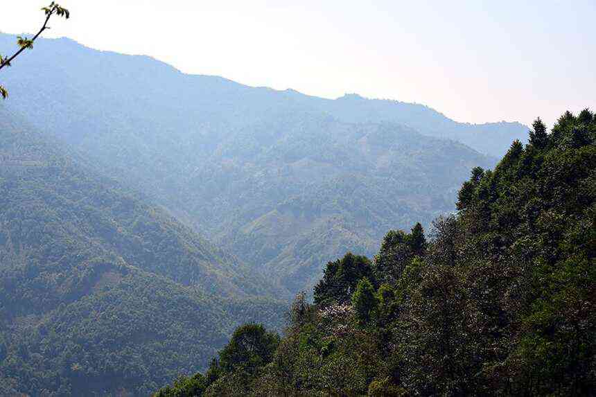 1000元以下，盘点勐库茶区最具性价比的四大山头古树