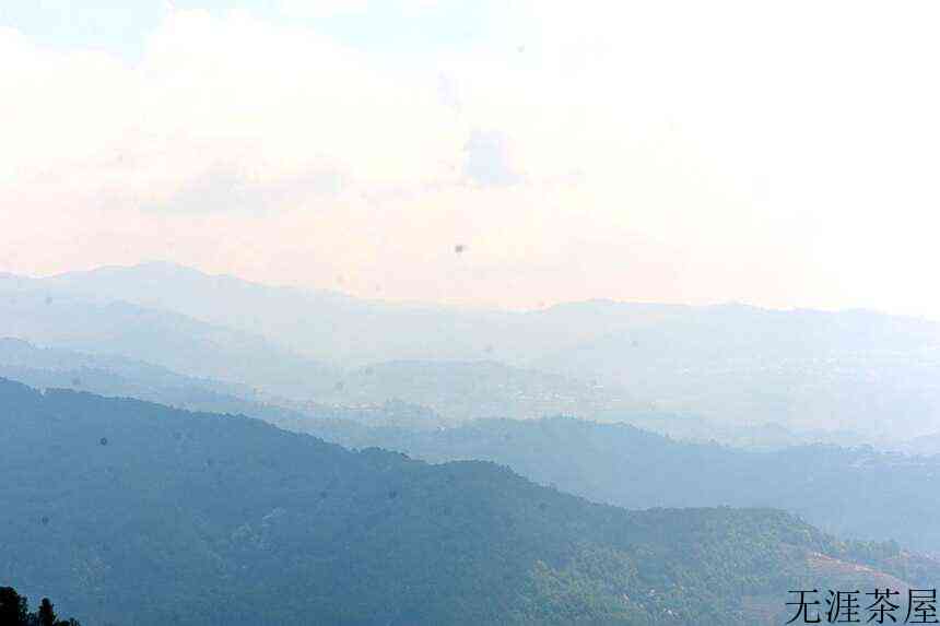 1000元以下，盘点勐库茶区最具性价比的四大山头古树