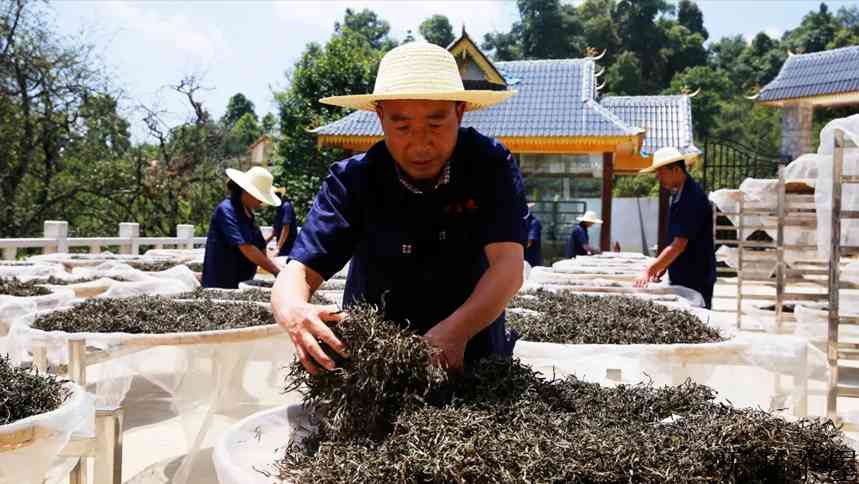 普洱茶水有多深？普洱茶有“假茶”吗？普洱茶如何作假？