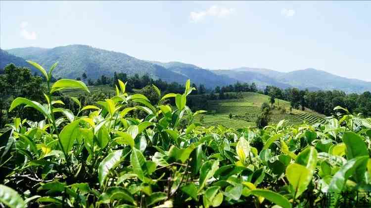 普洱茶水有多深？普洱茶有“假茶”吗？普洱茶如何作假？