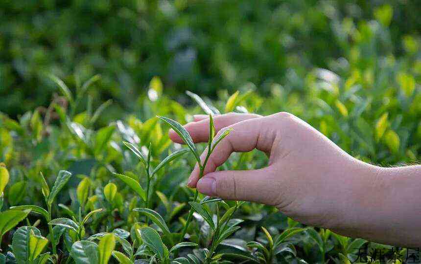 白茶，中国茶里的极简主义