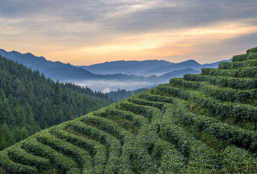 云南普洱茶产区的各自特点（云南普洱茶产区及其特点）
